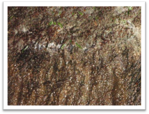 Title: Lower Crimp Tram Tunnel - Description: Pick marks from hand excavation